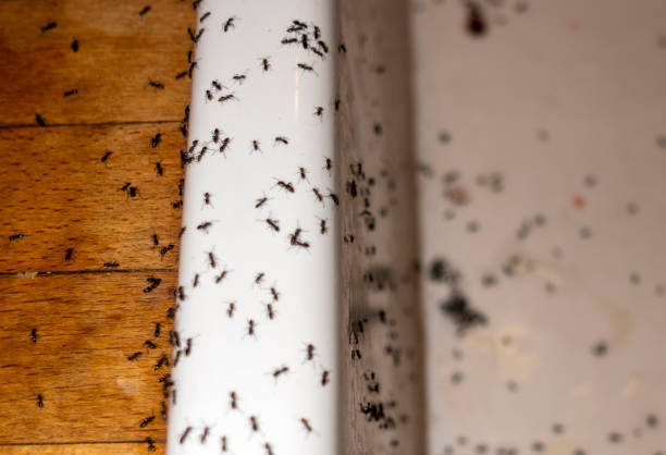 Best Rat Extermination Near Me  in Bradner, OH