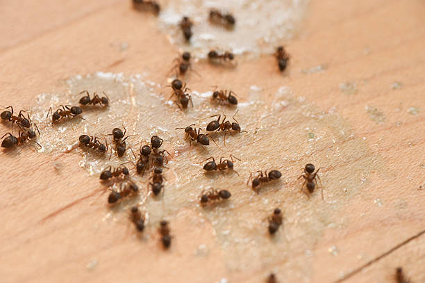 Best Pest Control Cost  in Bradner, OH