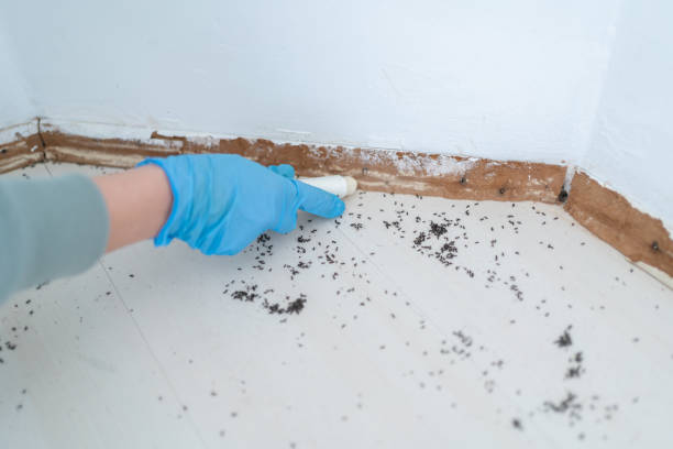 Best Insect Control  in Bradner, OH